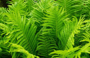 Matteuccia struthiopteris (aspidiaceae). Üst görünüm, seçici odak