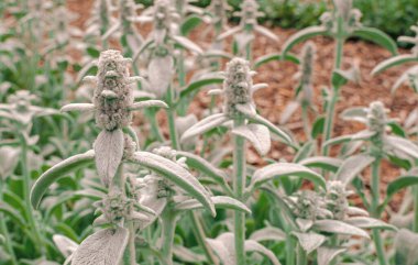 Matteuccia struthiopteris (aspidiaceae). Üst görünüm, seçici odak