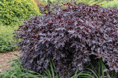 Matteuccia struthiopteris (aspidiaceae). Üst görünüm, seçici odak