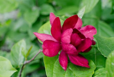 Carolina All Spice - Sinocalycalycanthus Raulstonii 