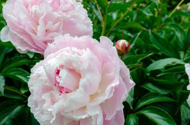 Güzel Çin dikenli - Paeonia lactiflora 