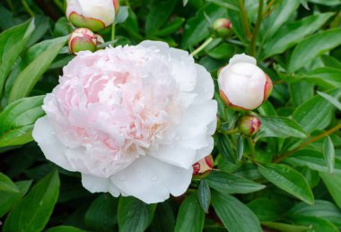 Güzel Japon açık pembe şakayığı - peeonia lactiflora lceberg