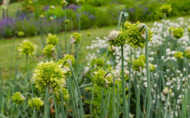 Yeşil ve sarı çiçekli sarımsak - Allium obliquum (alliaceae)