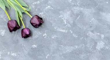 Üç mor-siyah lale buketi gri beton arka planda Kara Prens. Metin için yer