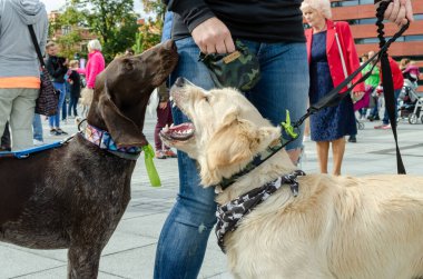  Wroclaw, Polonya - 8 Eylül 2019 Köpek Töreni Hau, sen misin? Alman Shorthaired Pointer ile oynayan sarı labrador Retriever.
