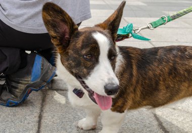 Wroclaw, Polonya - 8 Eylül 2019 Köpek Töreni Hau, sen misin? Beyaz ve kahverengi Galli Corgi Pembroke sokak köpeği.