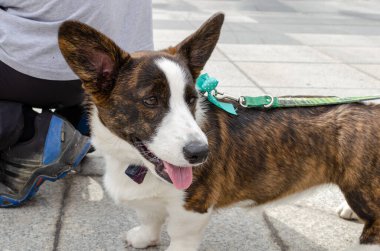 Wroclaw, Polonya - 8 Eylül 2019 Köpek Töreni Hau, sen misin? Beyaz ve kahverengi Galli Corgi Pembroke sokak köpeği.