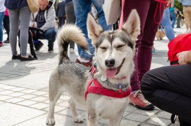 Wroclaw, Polonya - 8 Eylül 2019 Köpek Töreni Hau, sen misin? Beyaz ve siyah kırma köpek gözlerini kapatır ve sokaklarda mutlu mesut dolaşır..