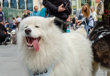 Wroclaw, Polonya - 8 Eylül 2019 Köpek Töreni Hau, sen misin? Güzel beyaz köpek Samoe 'lendi.