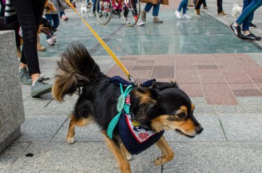 Wroclaw, Polonya - 8 Eylül 2019 Köpek Töreni Hau, sen misin? Melez köpeğin sahibi ile koşmak için acelesi var..