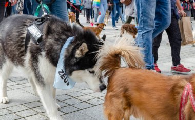 Wroclaw, Polonya - 8 Eylül 2019 Köpek Töreni Hau, sen misin? İri köpek başka bir Melez köpeğin kuyruğunun altında koklar..