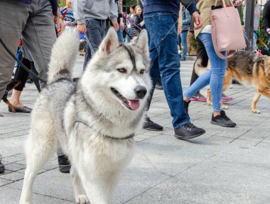 Wroclaw, Polonya - 8 Eylül 2019 Köpek Töreni Hau, sen misin? Beyaz ve siyah köpek gözlerini kapatır ve sokaklarda mutlu olur..