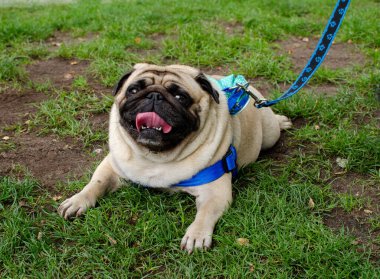 Wroclaw, Polonya - 8 Eylül 2019 Köpek Töreni Hau, sen misin? Pug dog yorgun ve susamış. Pug uzun bir yürüyüşten sonra çimlere uzandı..