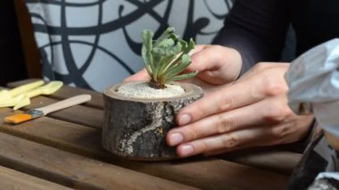 Çiçekçi kadın ahşap saksıyı sulu hale getiriyor. Yakın plan. açı görünümü