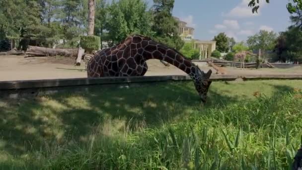 在阳光明媚的夏日 长颈鹿在动物园里吃草 然后把头抬起来 — 图库视频影像