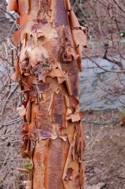 ACER GRISEUM (PAPERBARK MAPLE) kabuğu.