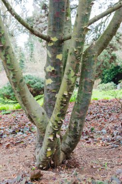Pinus bungeana - Lacebark çamı - Bo 'da nesli tükenmekte olan nadir bitki