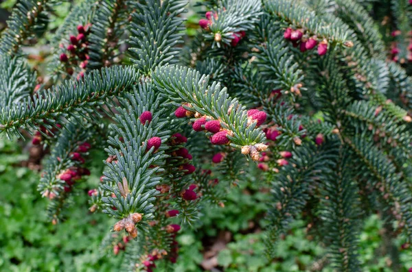 Abies Pinsapo Kelleriis Abeto Espanhol Primavera Ramos — Fotografia de Stock