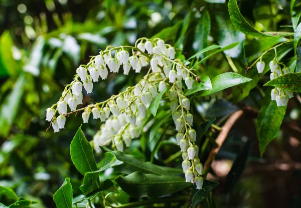 Pieris Japonica Gavotte Floreciendo Primavera Botánica — Foto de Stock