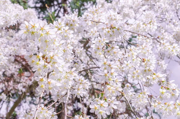 Virágzó Fehér Cseresznyefa Tavasszal — Stock Fotó