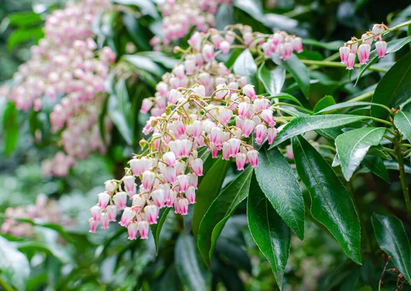 Pieris Japonica Valle Rosa Fioritura Primavera Botanica — Foto Stock