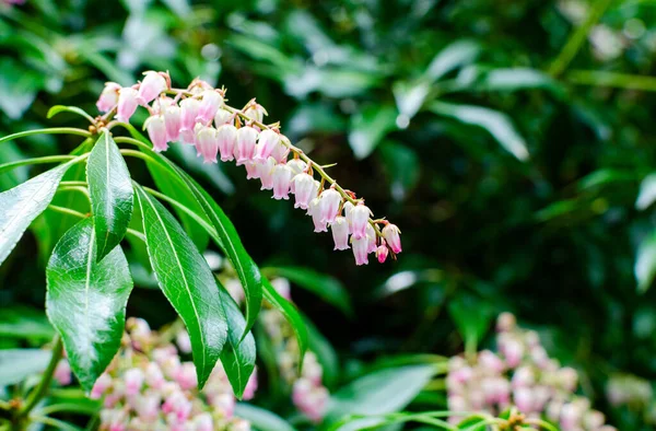 Pieris Japonica Valley Rose Florece Primavera Botánica —  Fotos de Stock