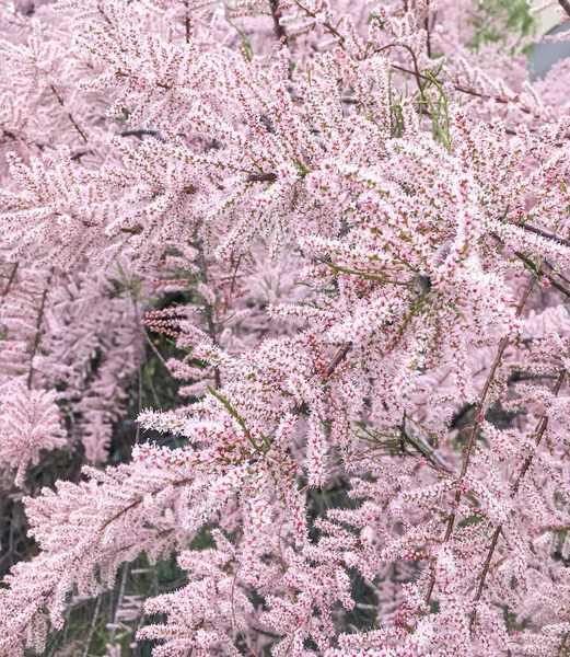Tamarix Ramosissima Rózsaszín Cascade Virágzik Tavasz — Stock Fotó