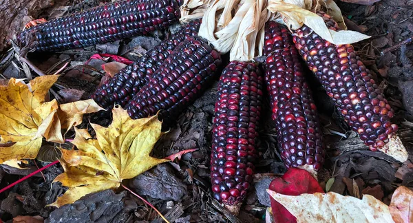 Porumb Purpuriu Brut Fundalul Toamnei Porumb Violet Recoltat — Fotografie, imagine de stoc