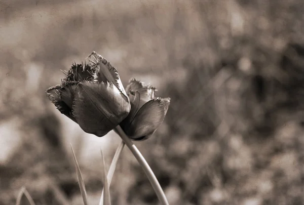 Obra de arte em estilo retro, tulipas — Fotografia de Stock