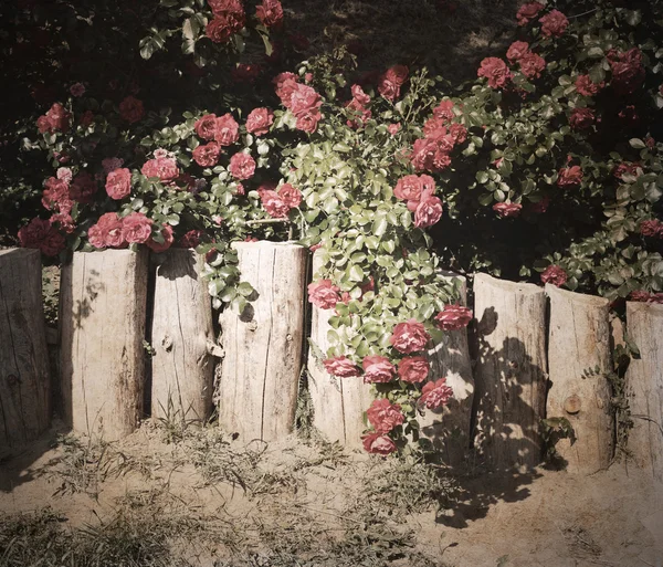 Obra de arte em estilo retro, rosas — Fotografia de Stock