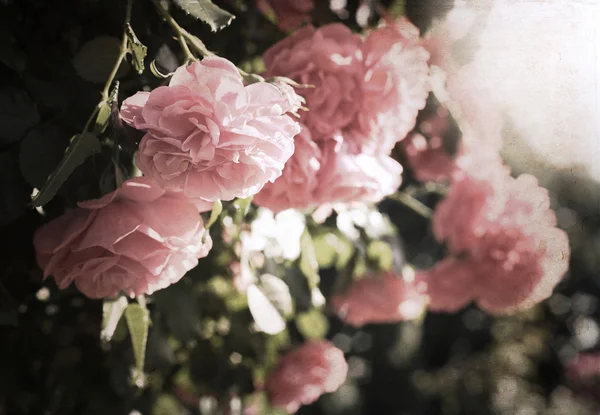 Opera in stile retrò, rose — Foto Stock