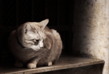 Sanat retro tarzı içinde kedi