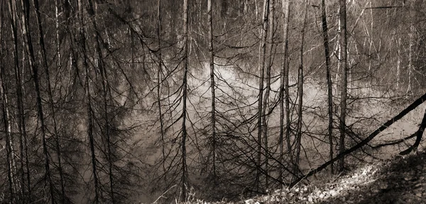 Sanat resim tarzı, göl ağaçlarda yansıması — Stok fotoğraf