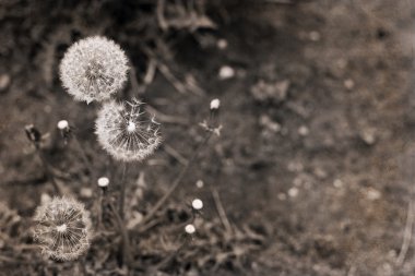 Retro tarzı, karahindiba sanat