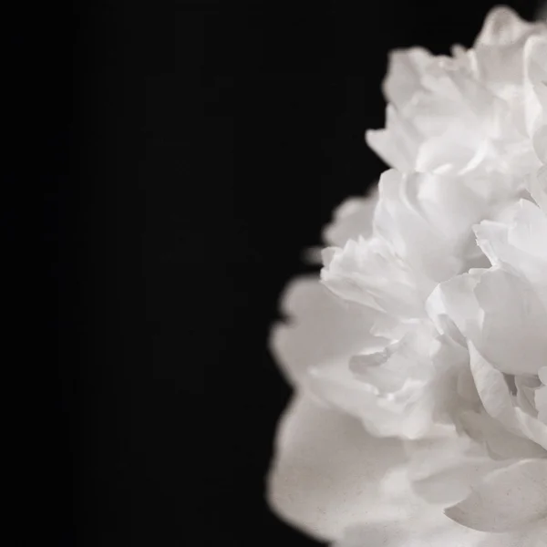 Artwork in retro style,  peony, black&white — Stock Photo, Image