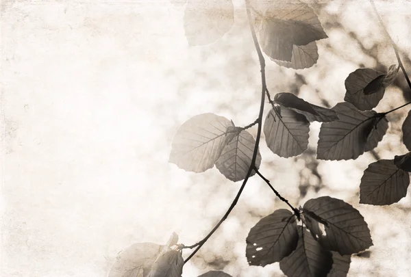 Artwork in retro style, leaves