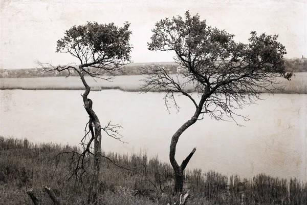 Kresby ve stylu retro malba, stromy v blízkosti řeky — Stock fotografie