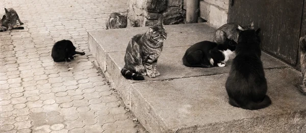 Konstverk i retrostil, katter, utanför — Stockfoto