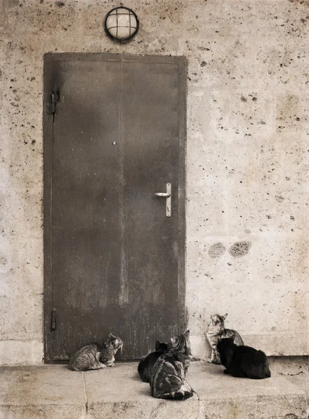 Obra de arte en estilo retro, gatos, exterior — Foto de Stock