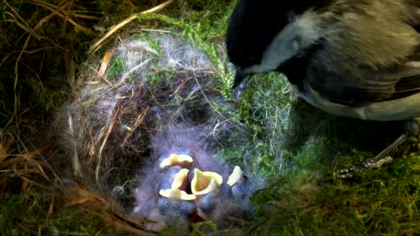 Chickadee alimenta o bebê com grande comida — Vídeo de Stock