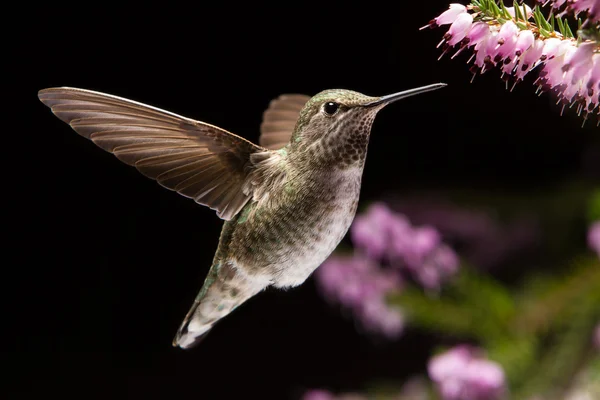 Kolibri látogasson el Heather virágok — Stock Fotó