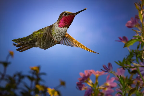 When the ant encounter a hummingbird — Stock Photo, Image