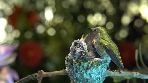 Hembra Colibrí Aleteando Alas Mientras Alimenta Bebé — Vídeo de stock