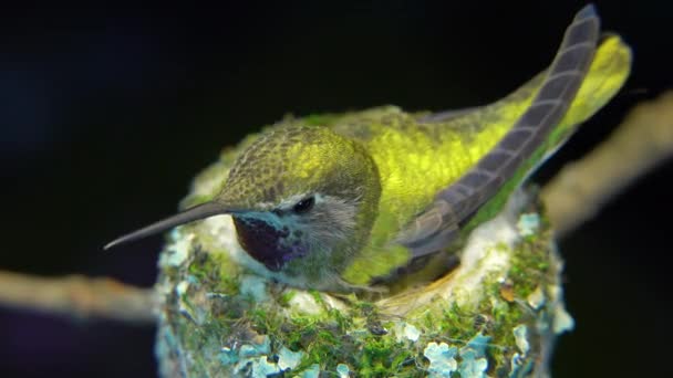 Colibri Brillant Avec Différentes Couleurs Sous Différents Angles Réfléchissants — Video