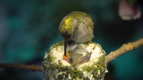 Kolibri Weibchen Sind Vorsichtig Und Ziehen Los Das Störende Männchen — Stockvideo