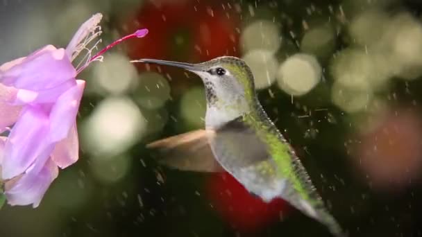 Colibrí Hembra Visitando Flor Rosa Día Lluvioso Cámara Lenta Desde — Vídeo de stock