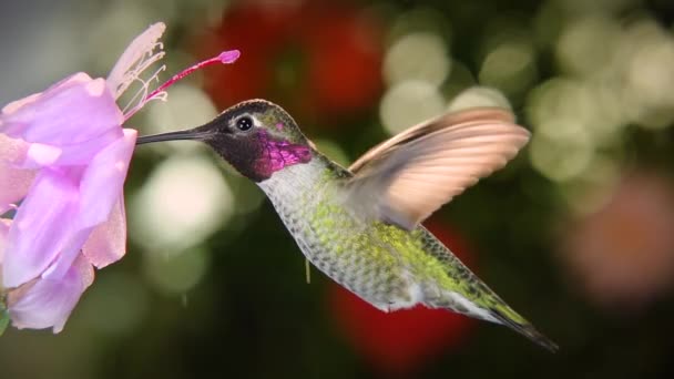 Pasăre Colibri Sex Masculin Care Vizitează Floarea Roz Ziua Ploioasă — Videoclip de stoc