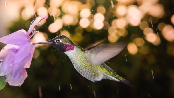 Male Kolibřík Hostující Květinu Deštivý Den Zpomalený Pohyb 120Fps Pánví — Stock video