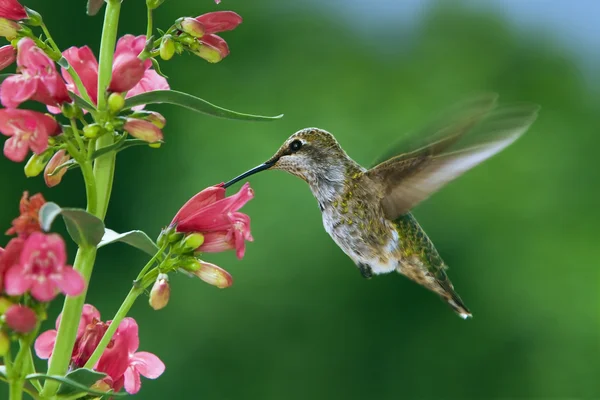 Kolibřík a květiny — Stock fotografie
