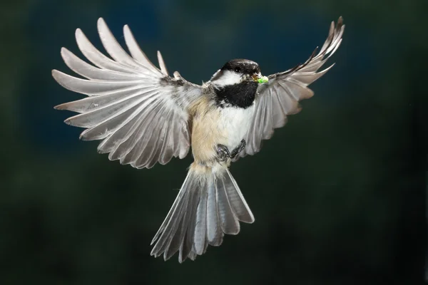 Un pequeño pájaro volador —  Fotos de Stock